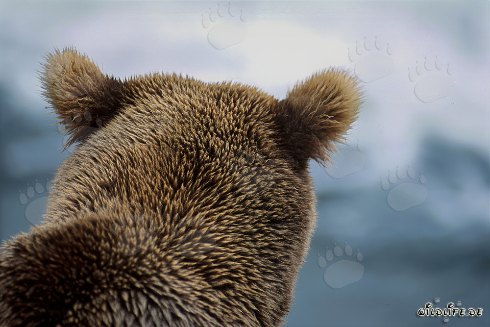 Ritratto maestoso dell'orso bruno sul fiume Brooks, parco nazionale di Katmai, Alaska