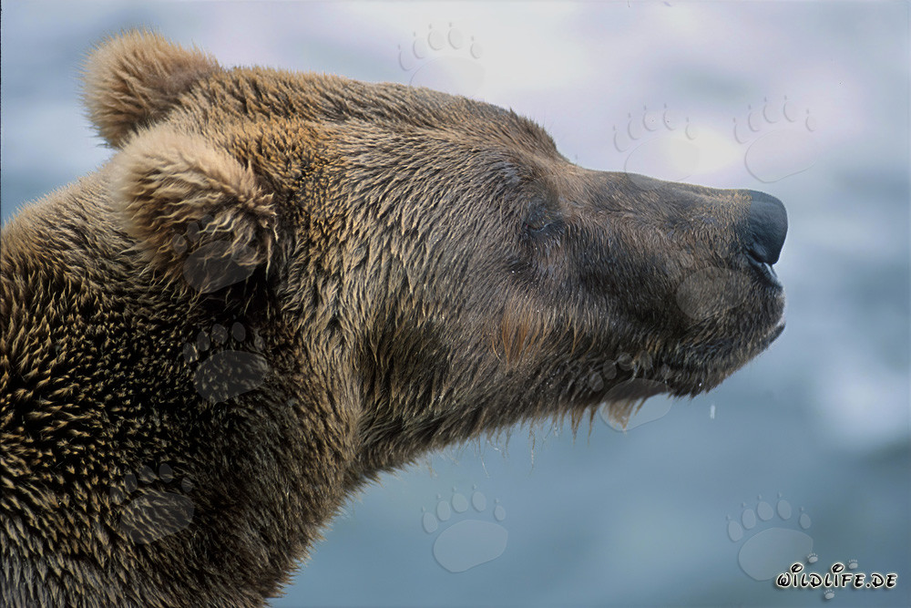 Braunbär am Ufer des Brooks River in Katmai, Alaska