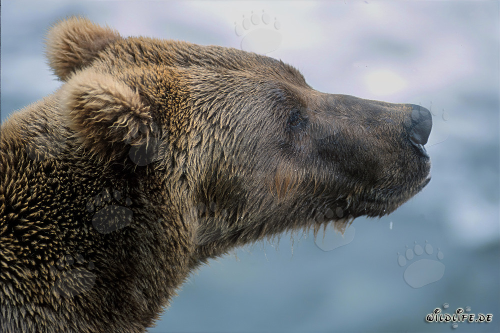Brown Bear on the banks of Brooks River in Katmai, Alaska