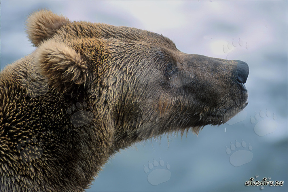 Orso bruno sulla riva del fiume Brooks a Katmai, Alaska