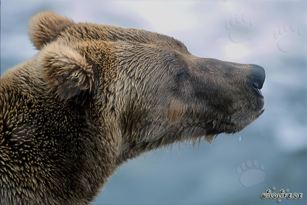 Ours brun sur la rive de la rivière Brooks à Katmai, Alaska