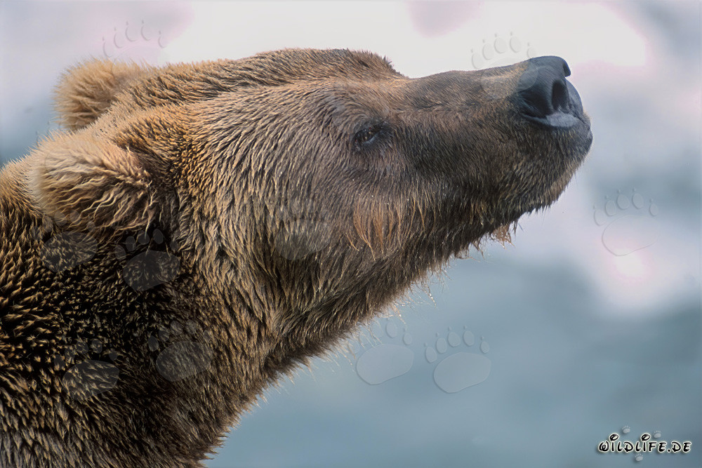 Braunbär beim Wittern des Herbstes in Alaska
