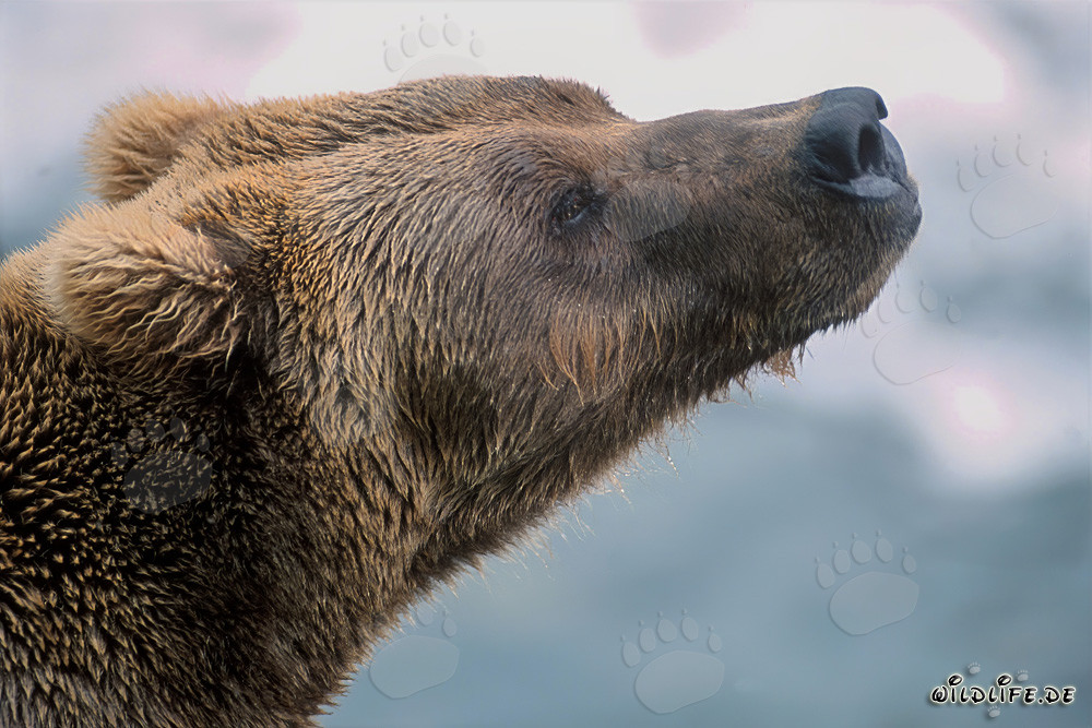 Brown bear sniffing the autumn in Alaska