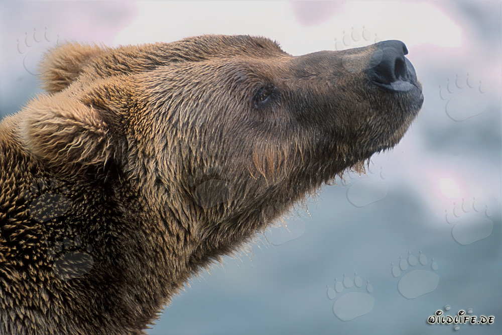 Oso pardo olfateando el otoño en Alaska