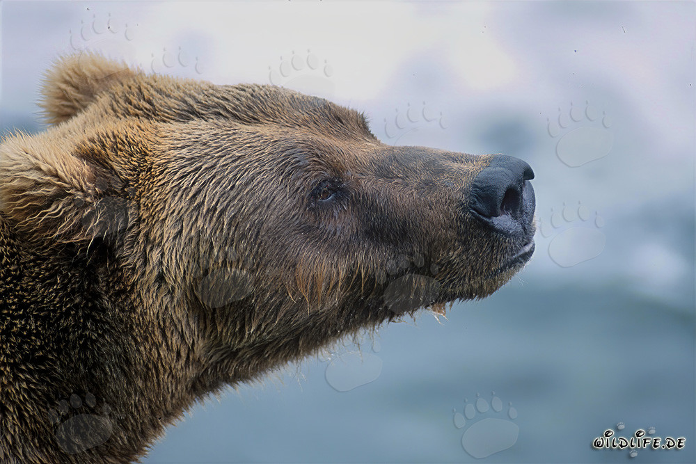 Impressive brown bear portrait from the side in autumn light