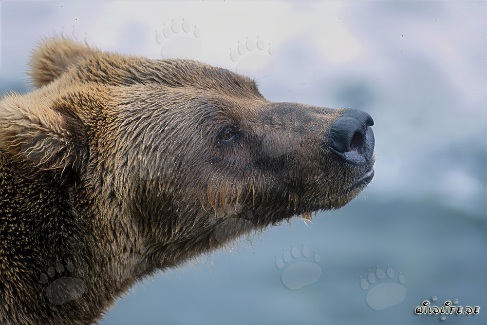 Portrait impressionnant de l'ours brun de profil dans la lumière automnale