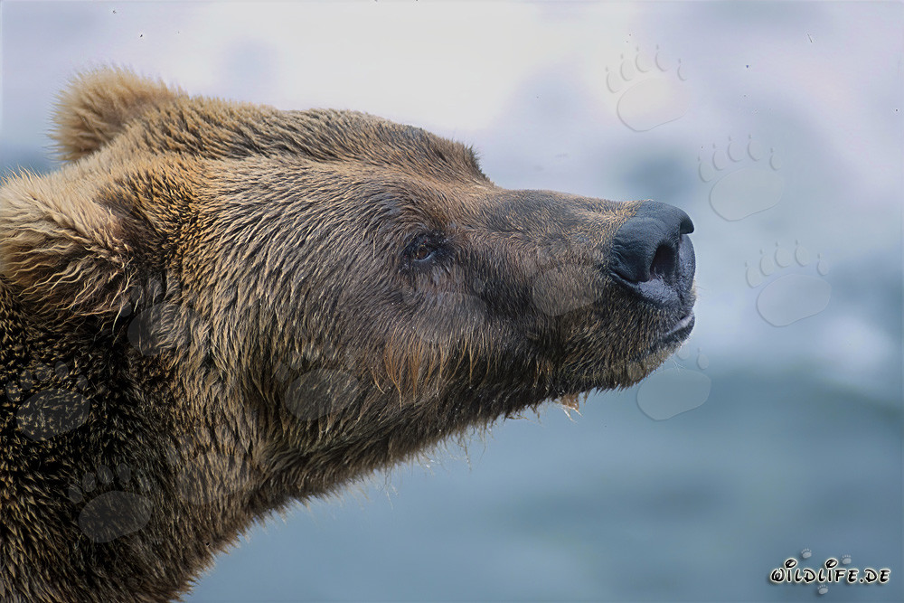 Ritratto imponente dell'orso bruno di profilo nella luce autunnale