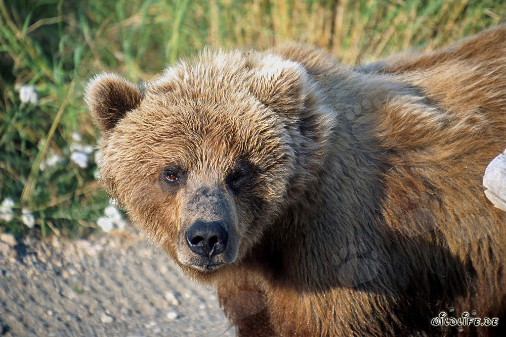 Braunbär beobachtet aufmerksam die Umgebung im Herbst