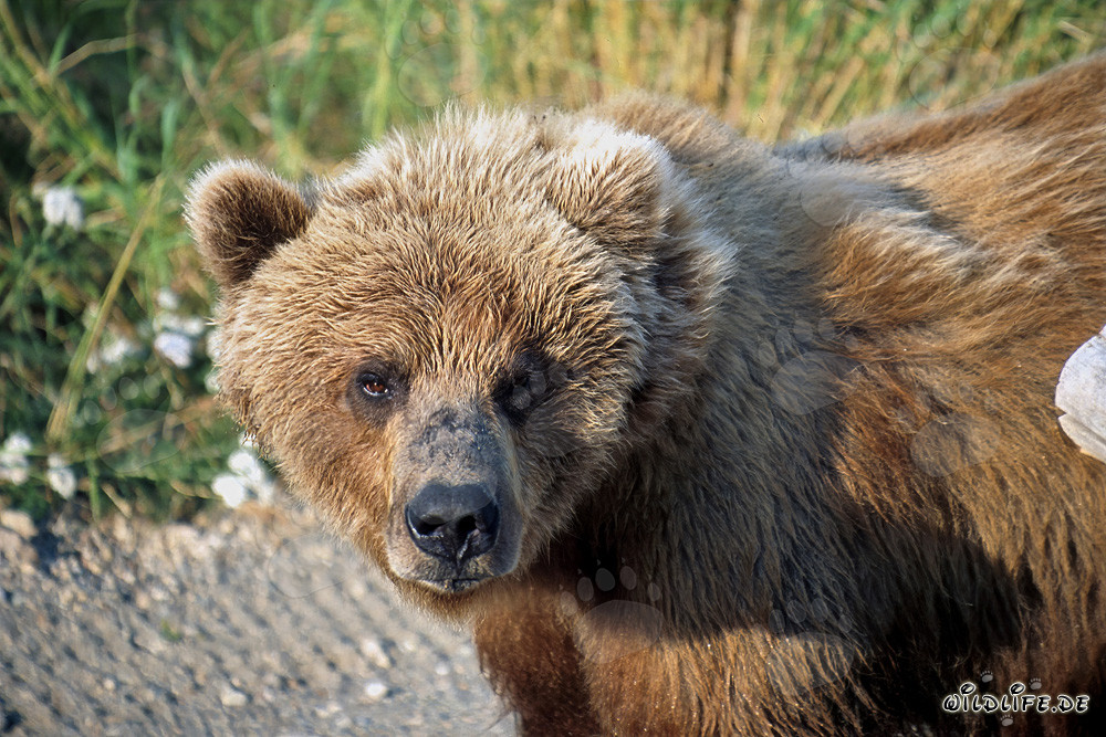 Brown bear attentively observes the surroundings in autumn