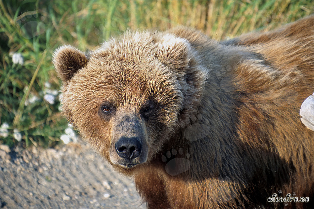 Orso bruno osserva attentamente l'ambiente in autunno