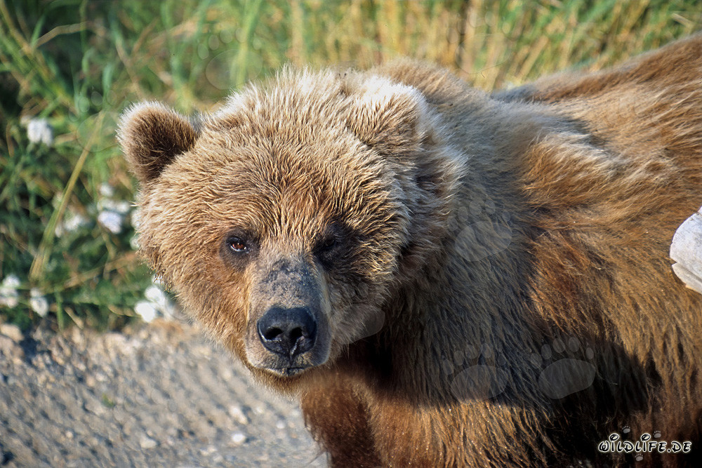 Ours brun observant attentivement l'environnement en automne
