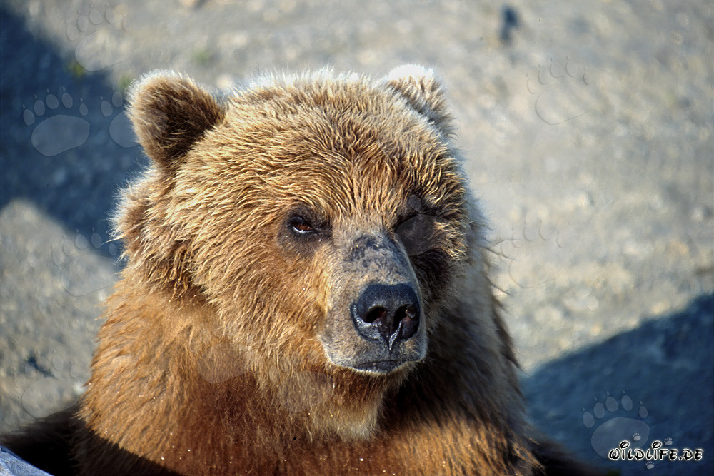 Imposanter brauner Bär mit ernstem Blick