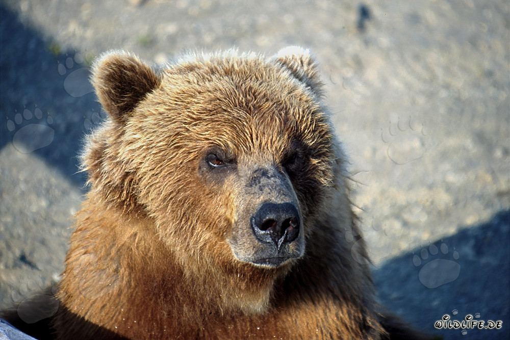 Impressive brown bear with a serious expression