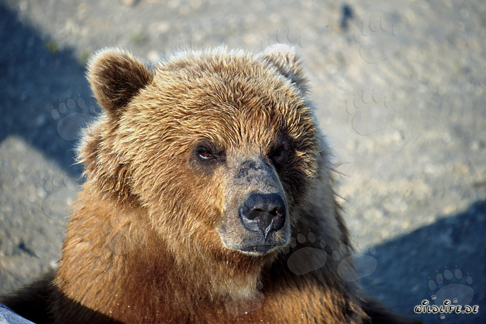 Imponente orso bruno con sguardo serio