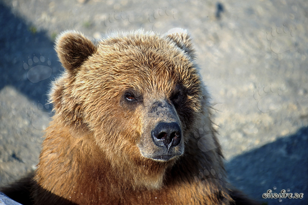 Impresionante oso pardo con mirada seria