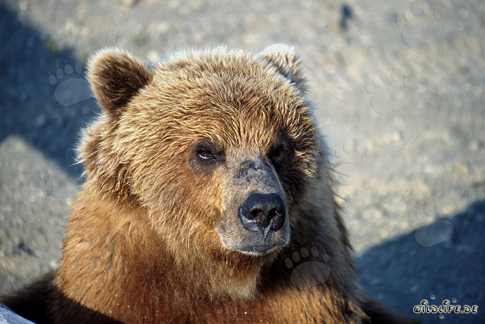 Impressionnant ours brun au regard sérieux