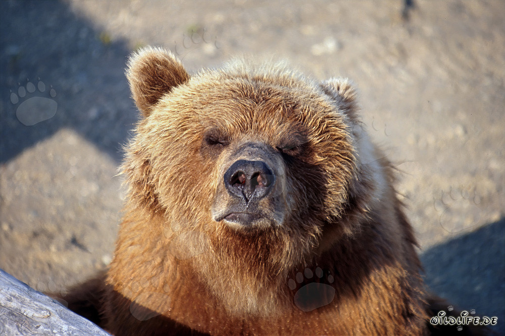 Weathered brown bear sensing the approaching winter at Brooks River in Alaska