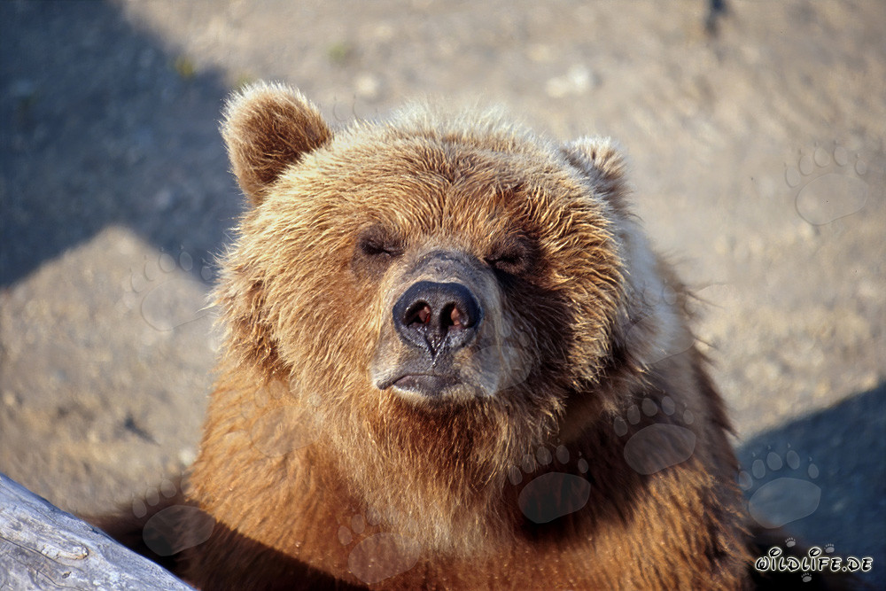 L'orso bruno avverte l'avvicinarsi dell'inverno presso il fiume Brooks in Alaska