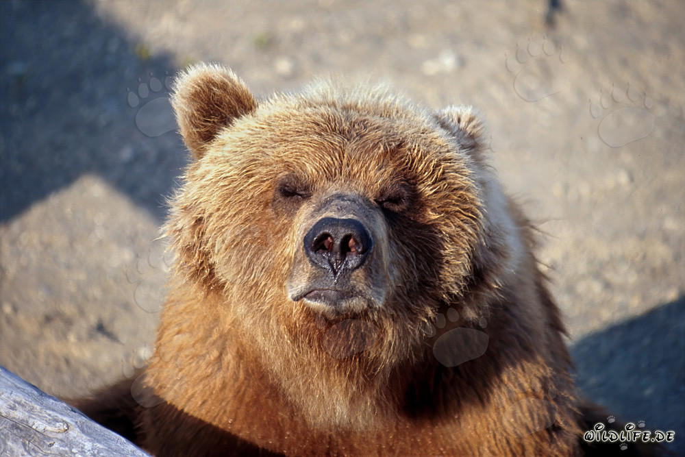 El oso pardo huele la llegada del invierno en el río Brooks en Alaska