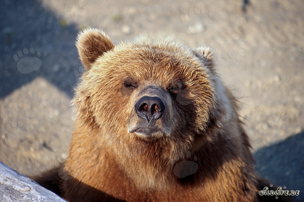 L'ours brun sent venir l'hiver au bord de la rivière Brooks en Alaska