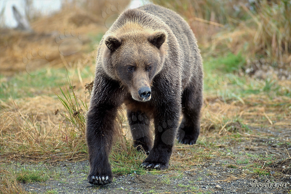 Maestoso orso bruno sulla riva del fiume
