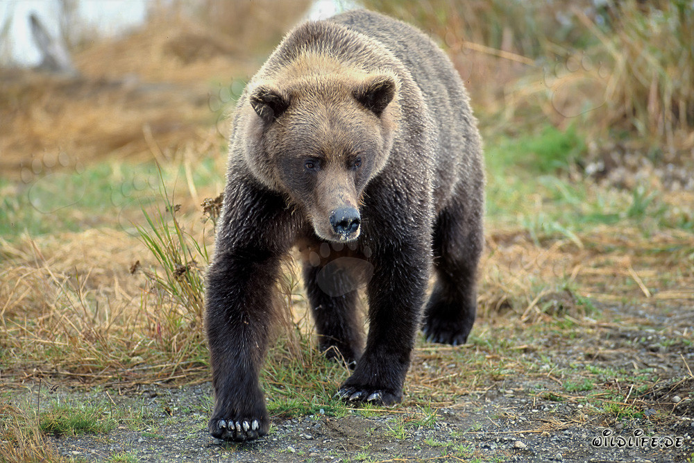 Majestätischer Braunbär am Flussufer