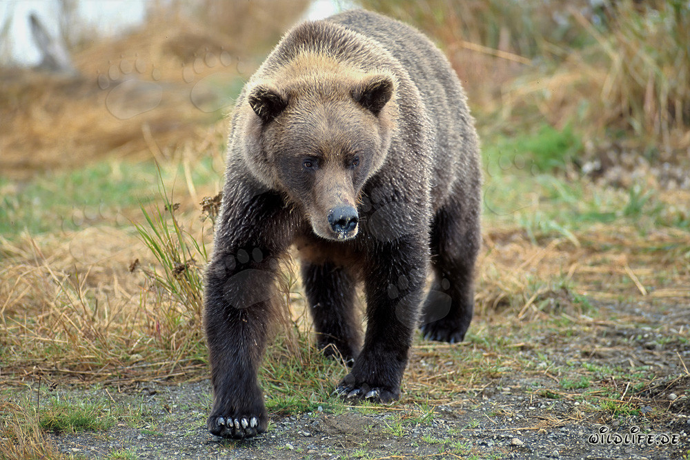 Majestic Brown Bear by the River Bank