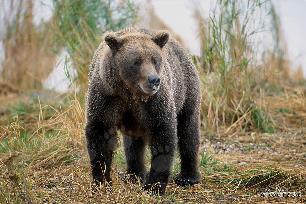 Majestätischer Braunbär am Brooks River, Alaska