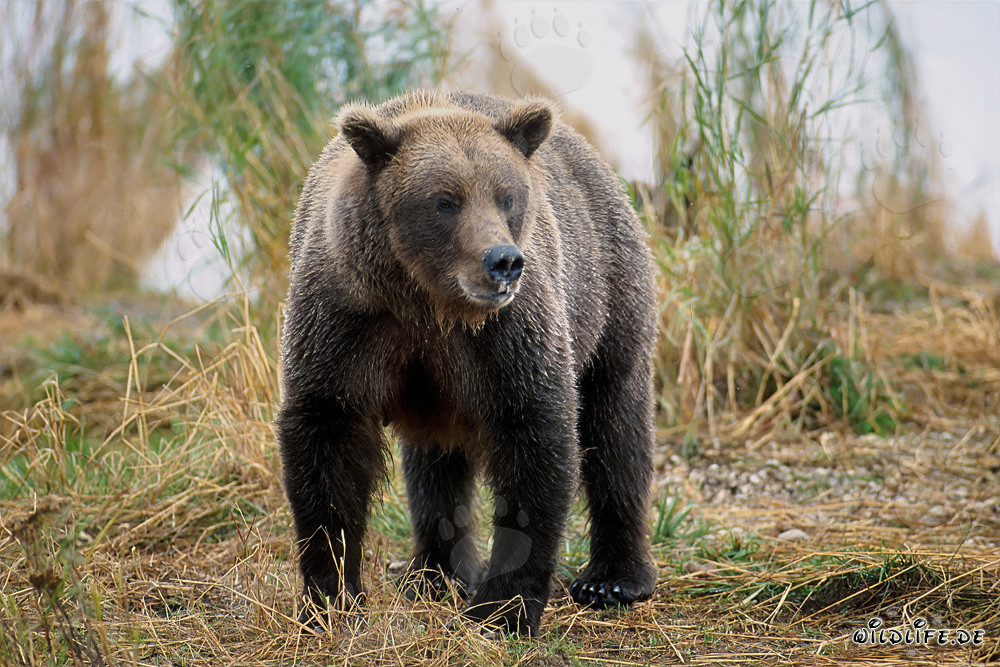 Maestoso orso bruno al fiume Brooks, Alaska