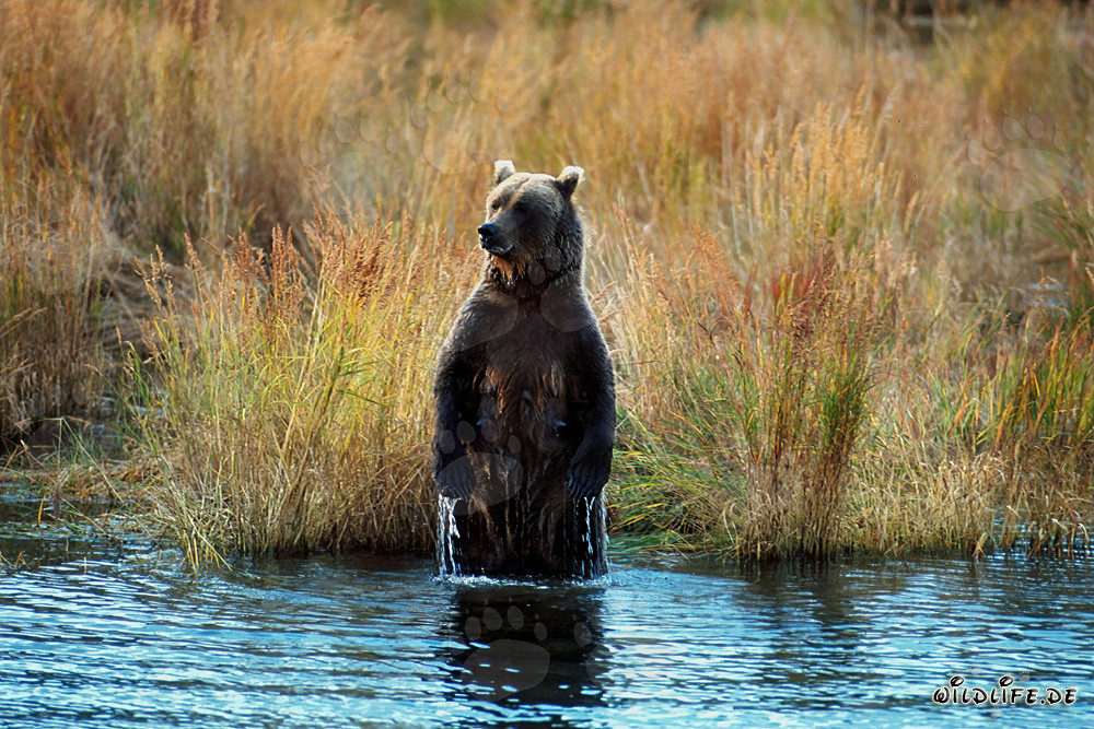Brown bear overlooks its surroundings in an upright position