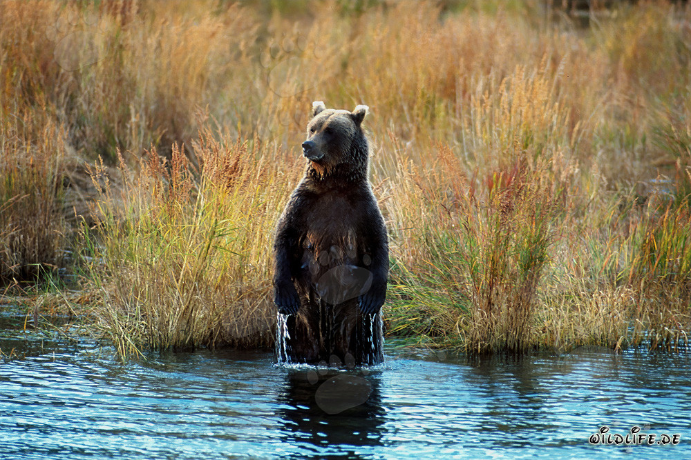 Orsa bruna osserva l'ambiente in posizione eretta