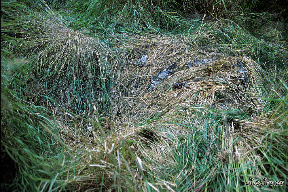 Braunbärenruhe am Brooks River in Katmai, Alaska