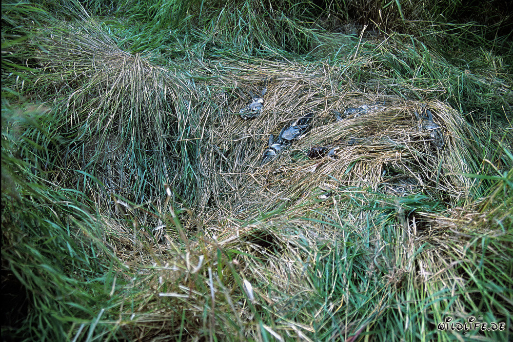 Brown bear resting place at Brooks River in Katmai, Alaska