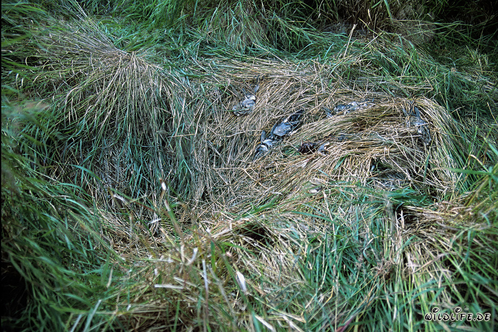 Riposo dell'orso bruno al Brooks River in Katmai, Alaska