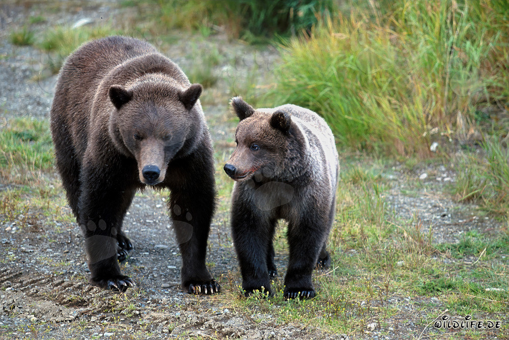 Braunbärin mit Jungbär in der Wildnis Alaskas beobachten Artgenossen