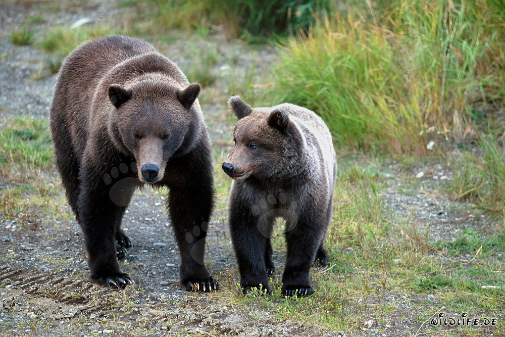 Osservare un'orsa bruna con il suo cucciolo nella natura selvaggia dell'Alaska osservare conspecifici