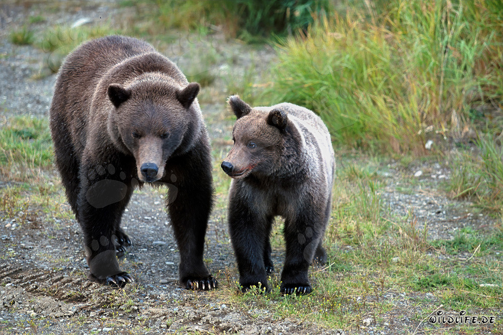 Observar una osa parda con su osezno en la naturaleza salvaje de Alaska observando congéneres