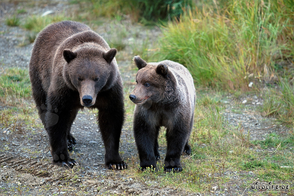 Observer une ourse brune avec son ourson dans la nature sauvage de l'Alaska en train d'observer des congénères