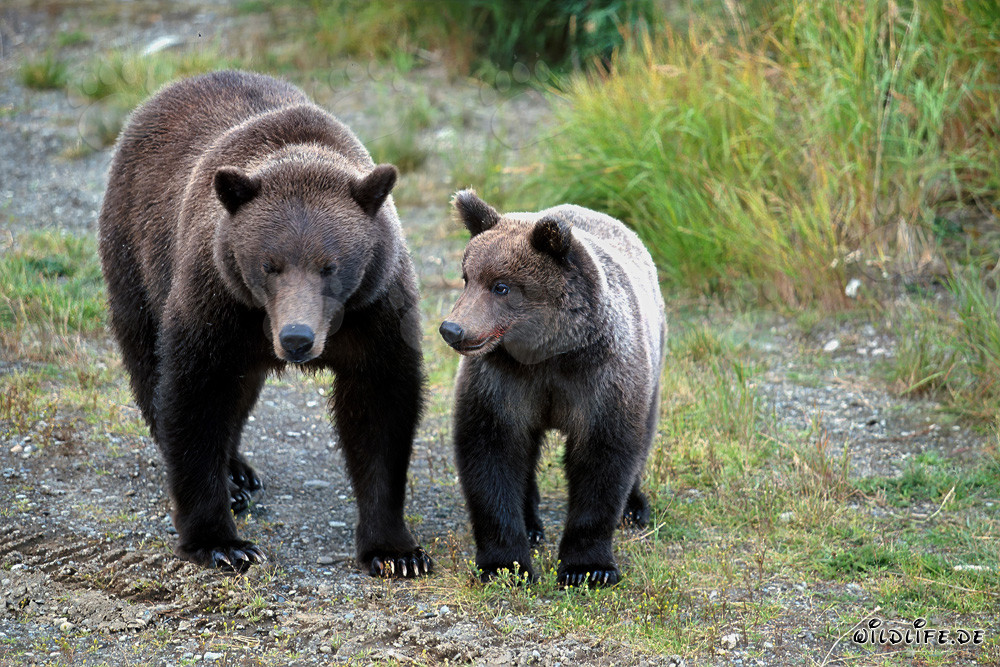 Observing sow with young bear in the wilderness of Alaska watching fellow bears