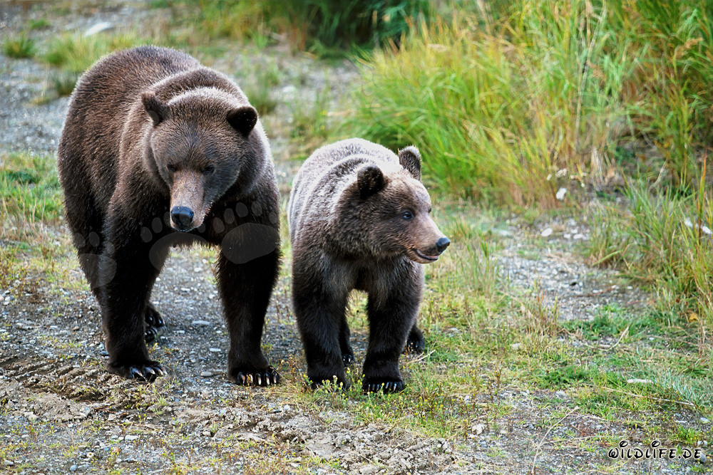 Braunbärin mit Jungbär beobachten großen Bären am Flussufer