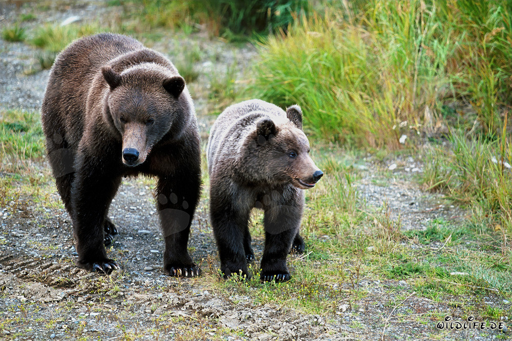 Mother Brown Bear and young Bear observing big bear at the river bank
