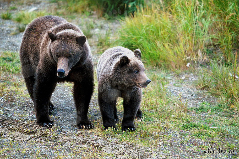 Observer l'ourse brune avec son ourson observant un grand ours au bord de la rivière