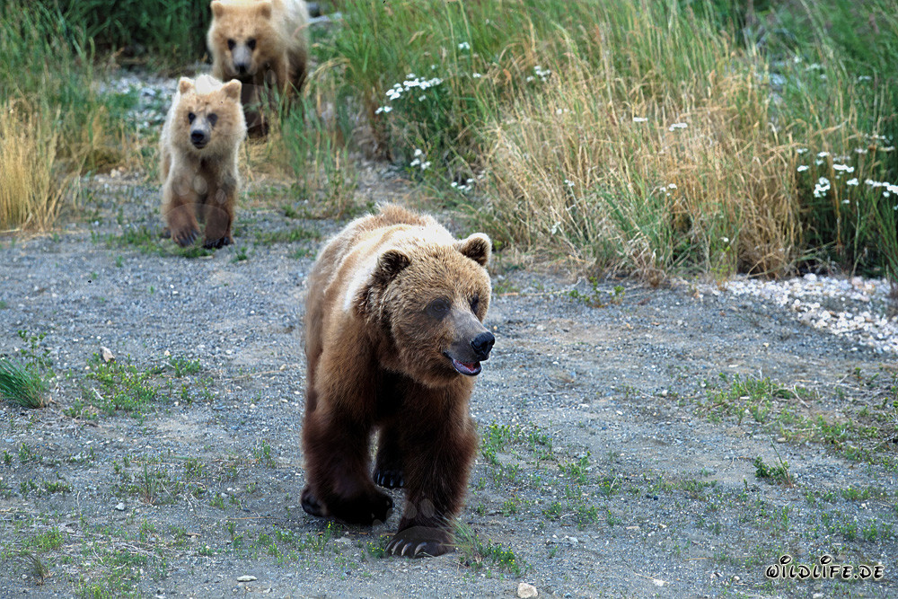 Brown bear family strolling along the riverbank