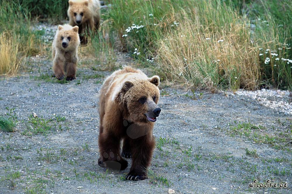 Familia de osos pardos paseando por la orilla del río
