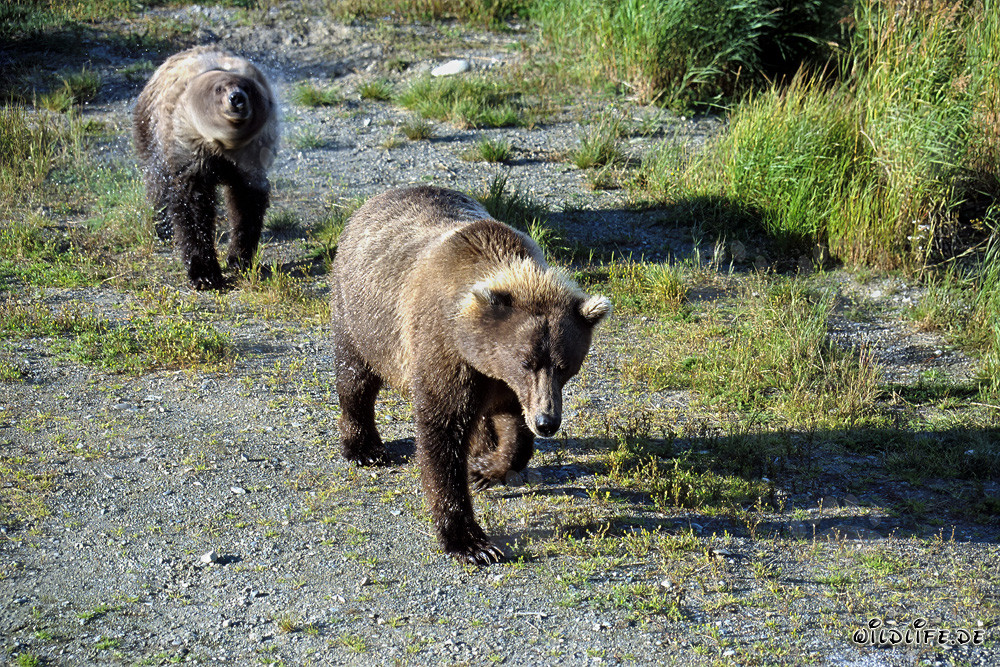 Wandernde Braunbären am Brooks River in Alaska
