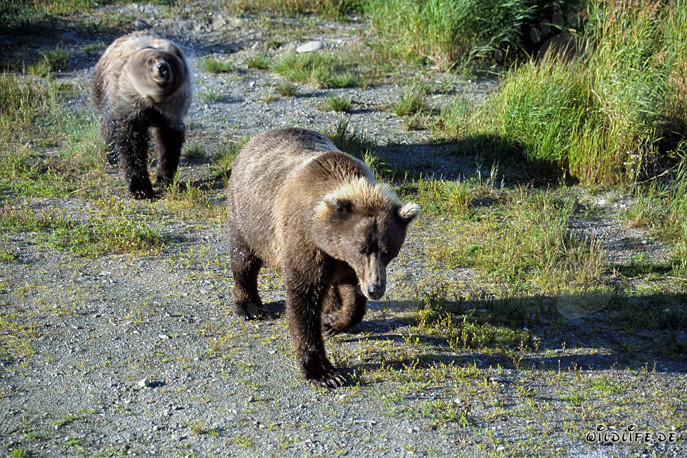 Wandering brown bears at Brooks River in Alaska