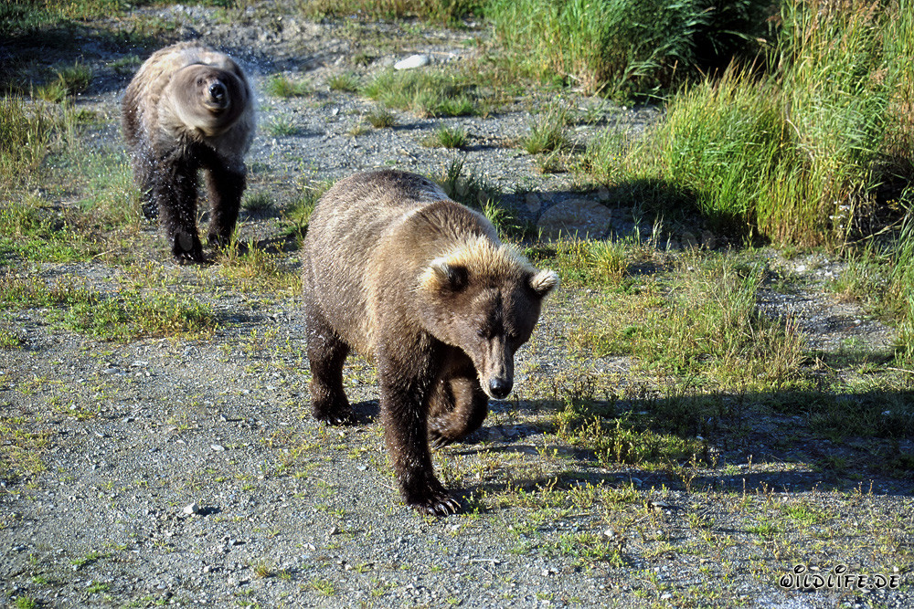 Orsi bruni che si dirigono verso il fiume Brooks in Alaska