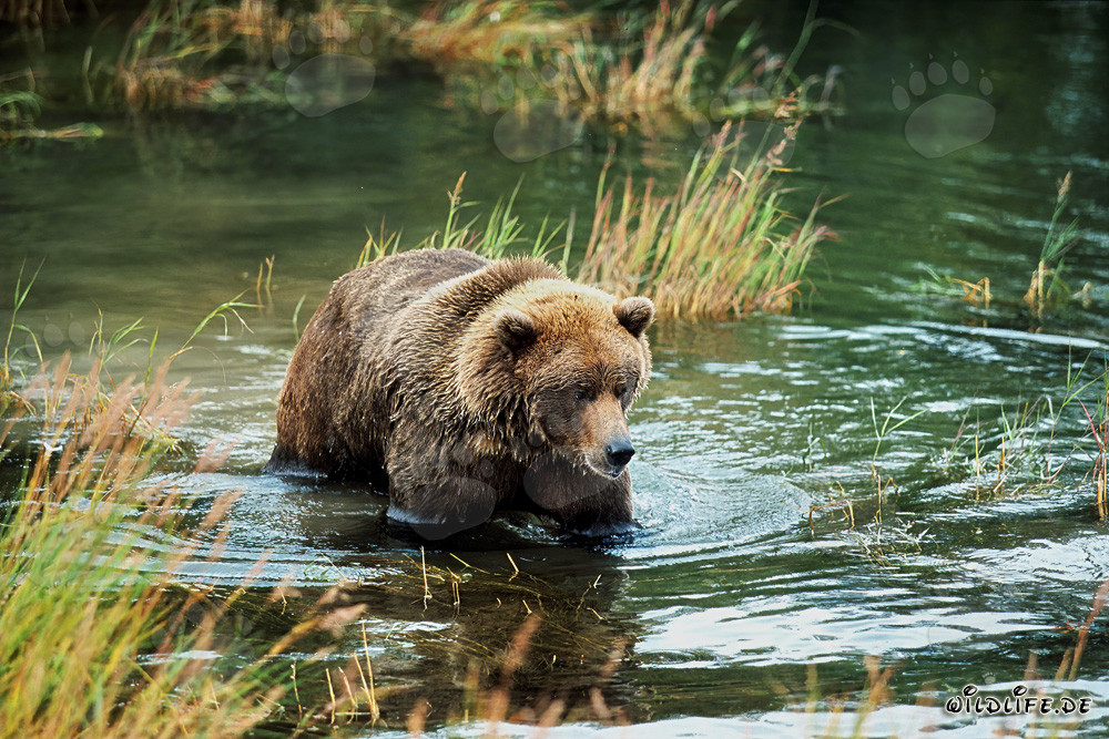 Jungbär spielt im klaren Wasser am Flussufer - Natürliche Schönheit der Braunbären