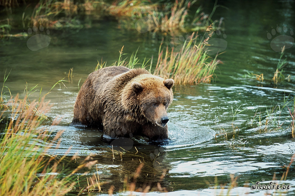 Orsetto gioca felice nell'acqua limpida sulla riva di un fiume