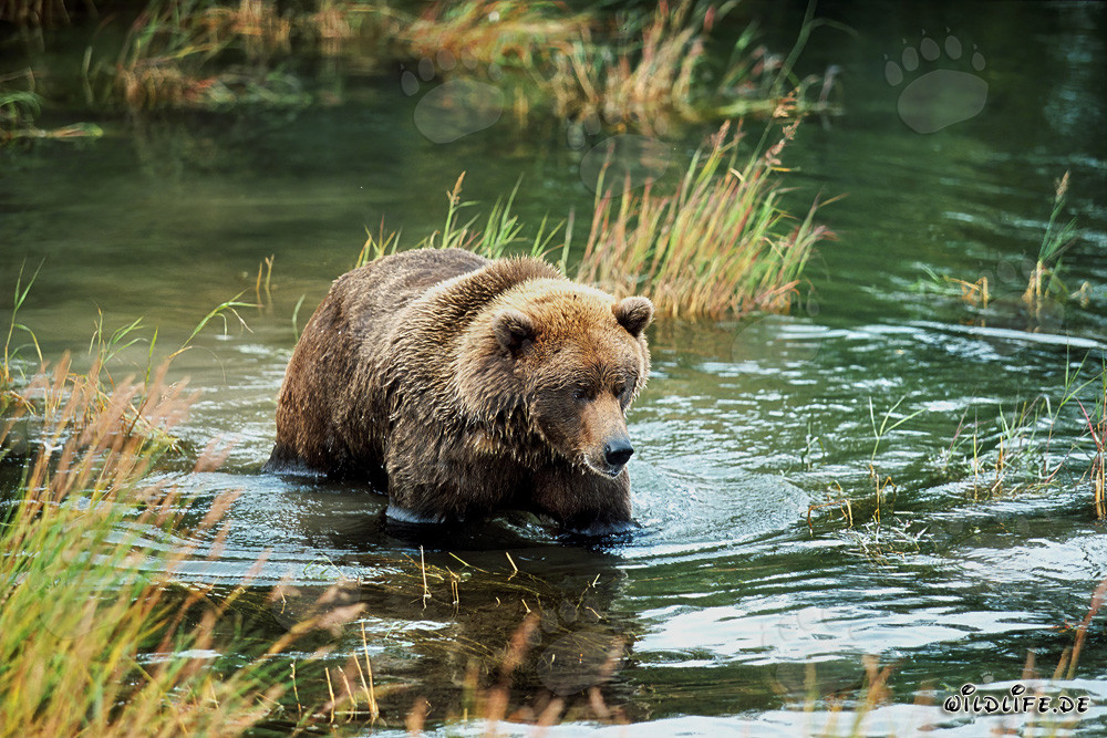 Oso joven juega alegremente en el agua clara en la orilla de un río